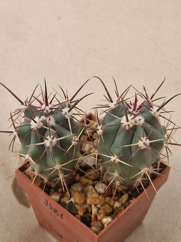 Ferocactus santamariensis