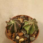 Astrophytum crassispinum