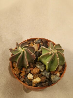 20260715_102227 Astrophytum crassispinum