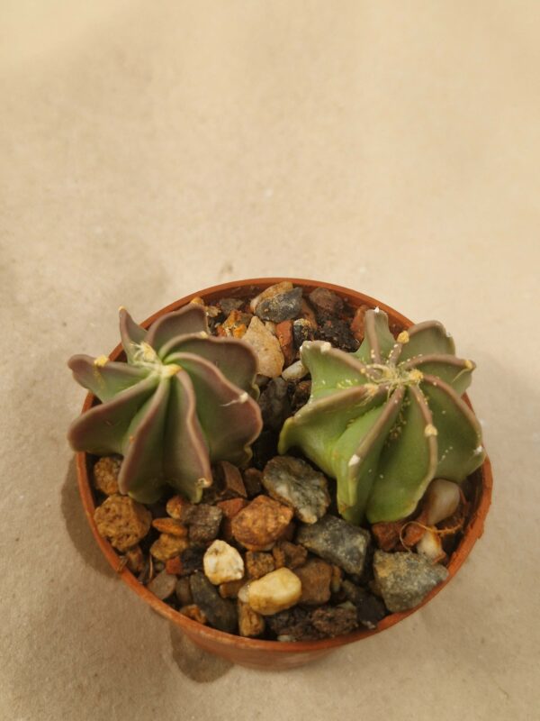 Astrophytum crassispinum