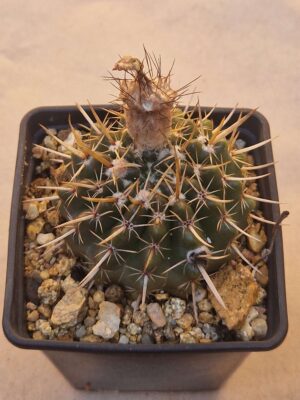 20260719_083302 Notocactus submamulosus