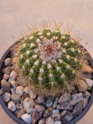 20260719_083354 Notocactus purpureus
