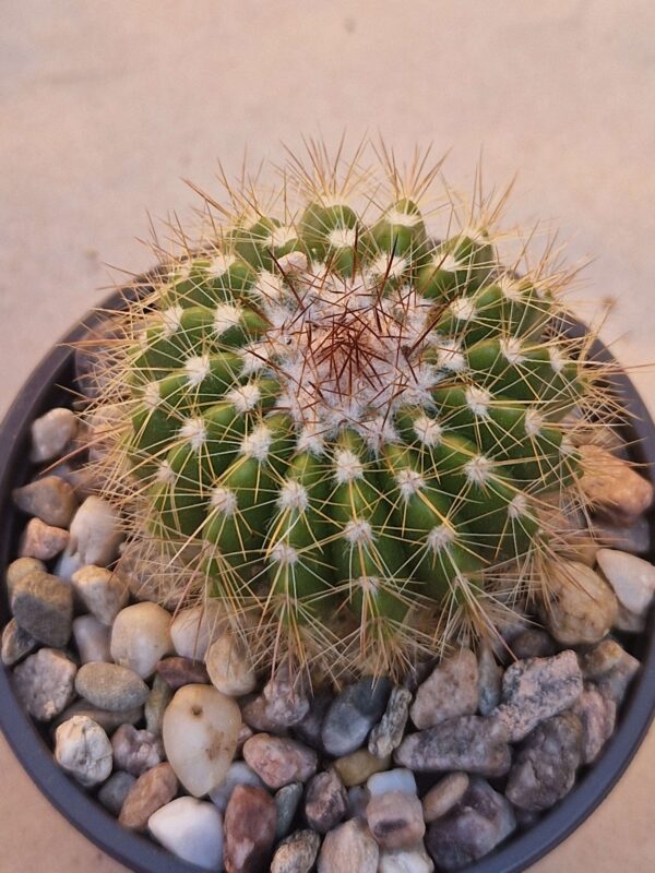 Notocactus purpureus