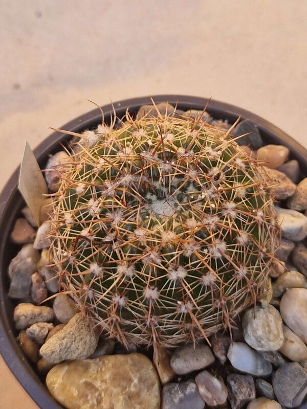 Notocactus arnostianus
