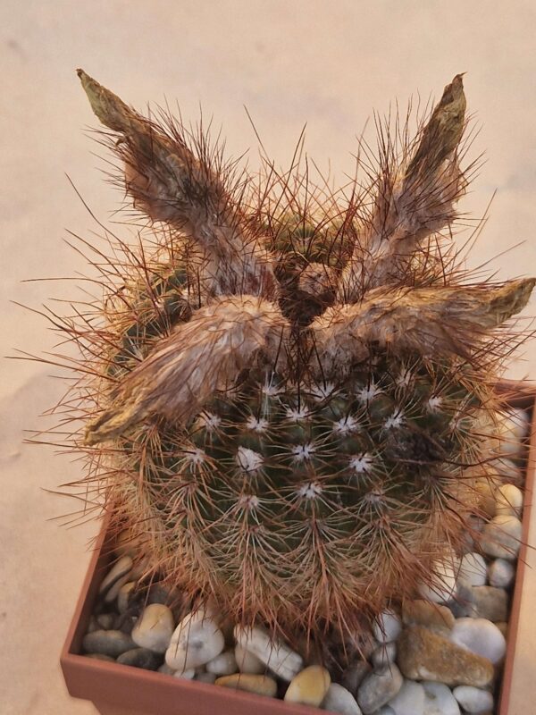 Notocactus tabularis
