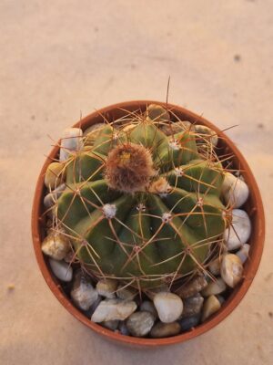 20260719_084426 Notocactus securituberculatus v miniatispinus