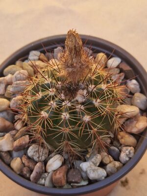 20260719_085206 Notocactus sp HR 88