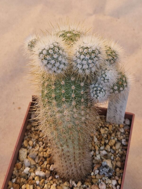 Notocactus neobueneckerii