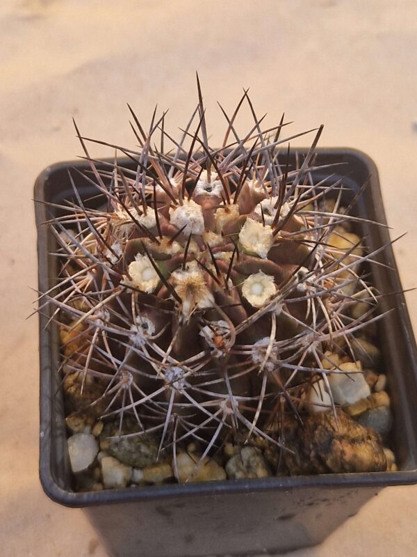 Neochilenia sp