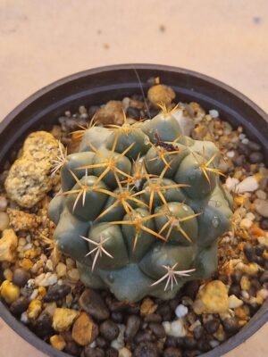 20260719_085928 Coryphantha sp