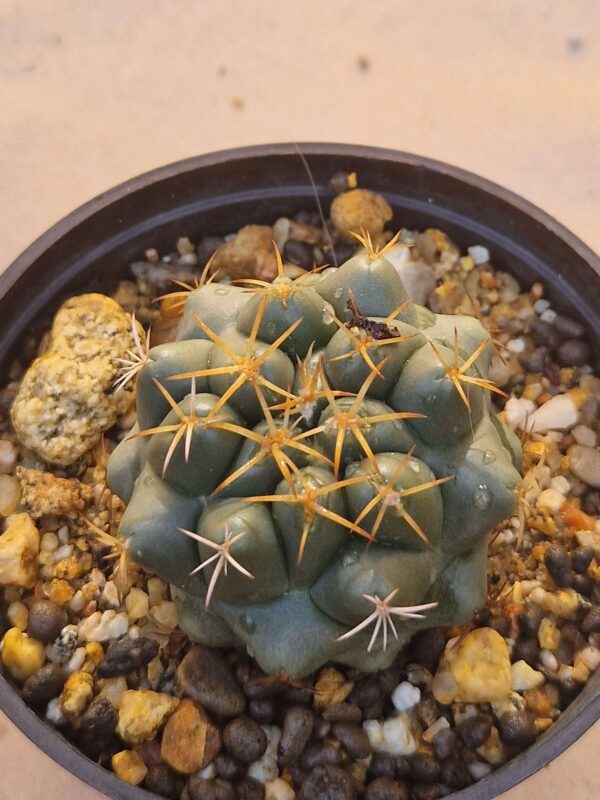 Coryphantha sp