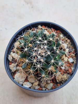 20260719_093721 Mammillaria coahuilensis