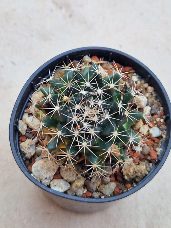 Mammillaria coahuilensis