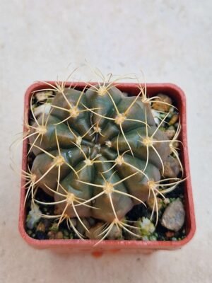 20260719_093802 Gymnocalycium eytianum