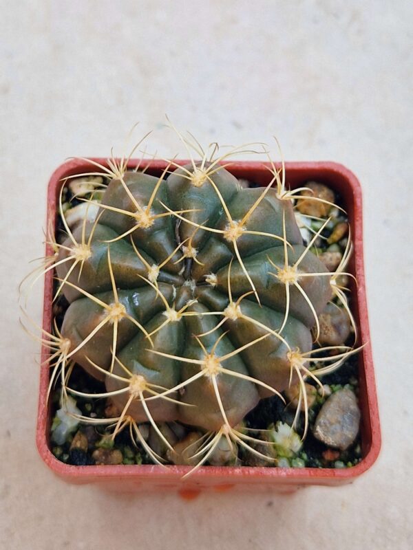 Gymnocalycium eytianum
