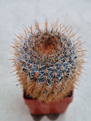 20260719_095154 Notocactus sp