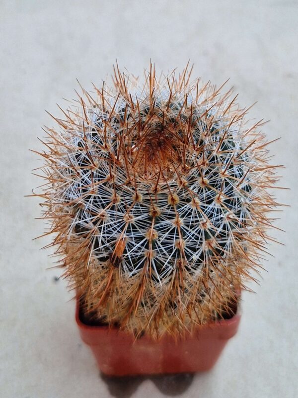 Notocactus sp