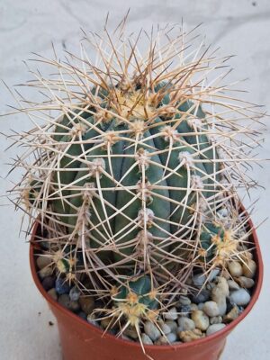20260719_095736 Gymnocalycium cardenasianum