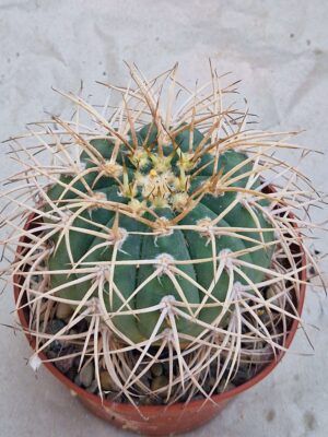 20260719_095821 Gymnocalycium cardenasianum