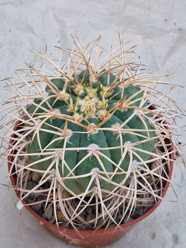 Gymnocalycium cardenasianum