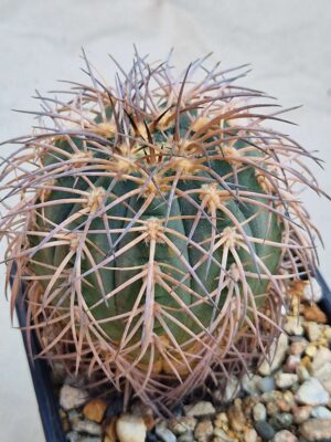 Gymnocalycium spegazzinii