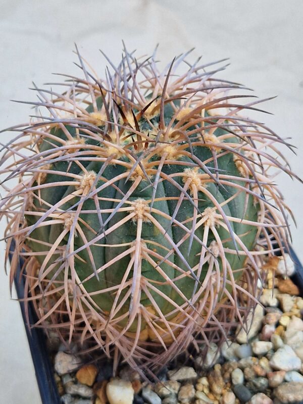 Gymnocalycium spegazzinii