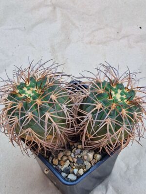 Gymnocalycium spegazzinii