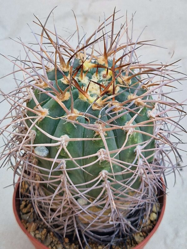 Gymnocalycium cardenasianum