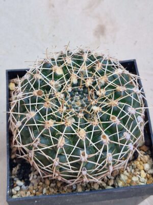 Gymnocalycium schroederianum