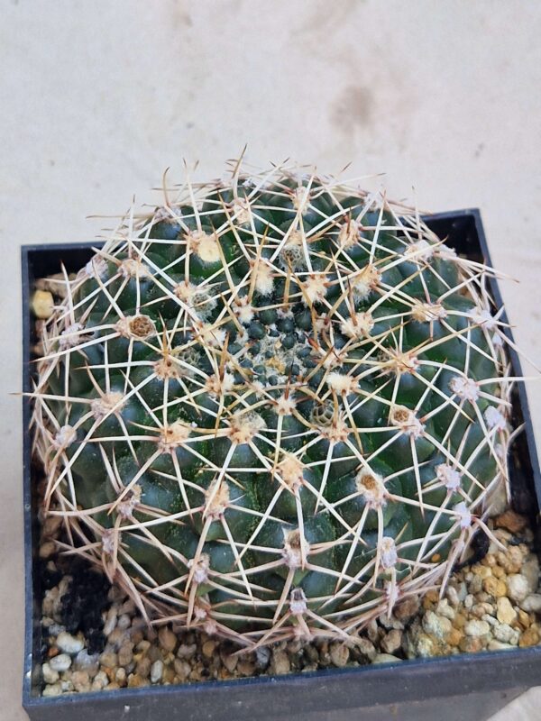 Gymnocalycium schroederianum