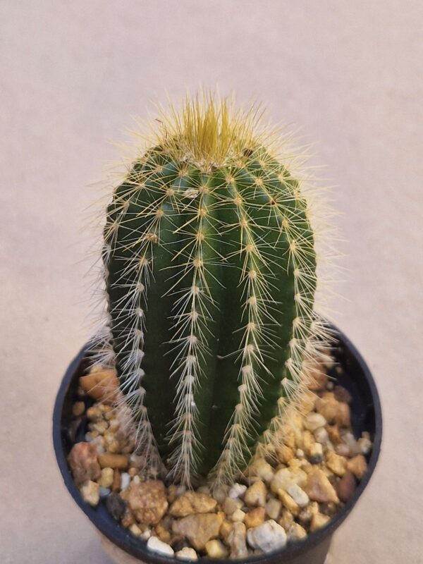 Notocactus warasii