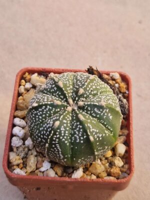 20260720_143107 Astrophytum hybrid