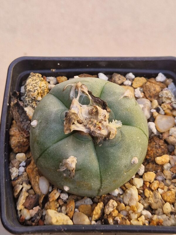 Lophophora williamsii