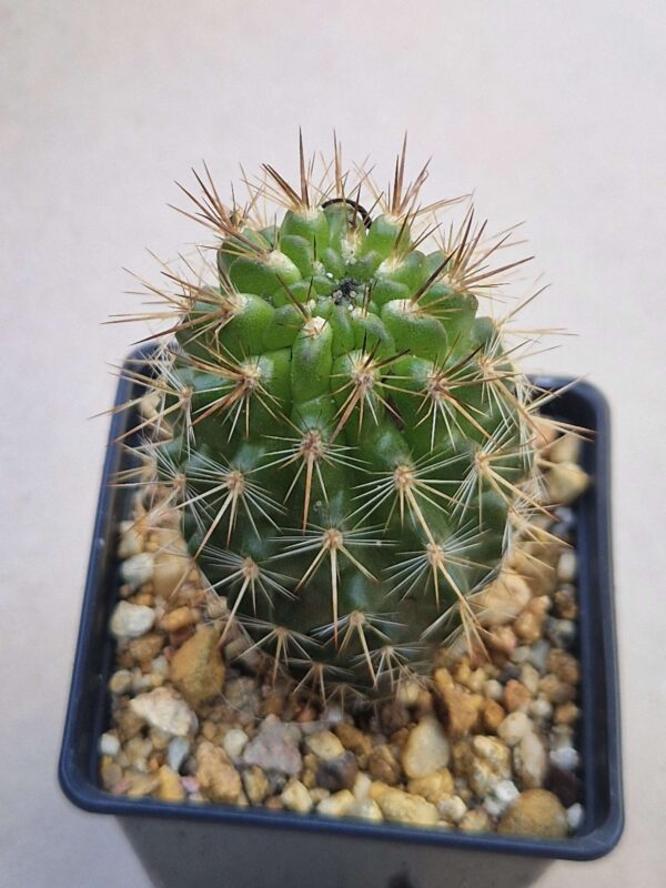 Neoporteria sp