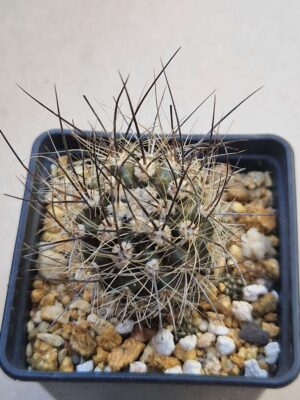 Neoporteria villosa