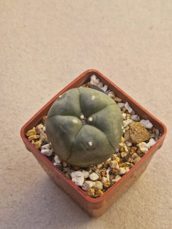 Lophophora williamsii