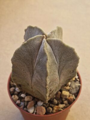 20260720_151002 Astrophytum columnare