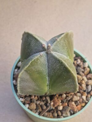 20260720_151525 Astrophytum myriostigma v quadricostatum