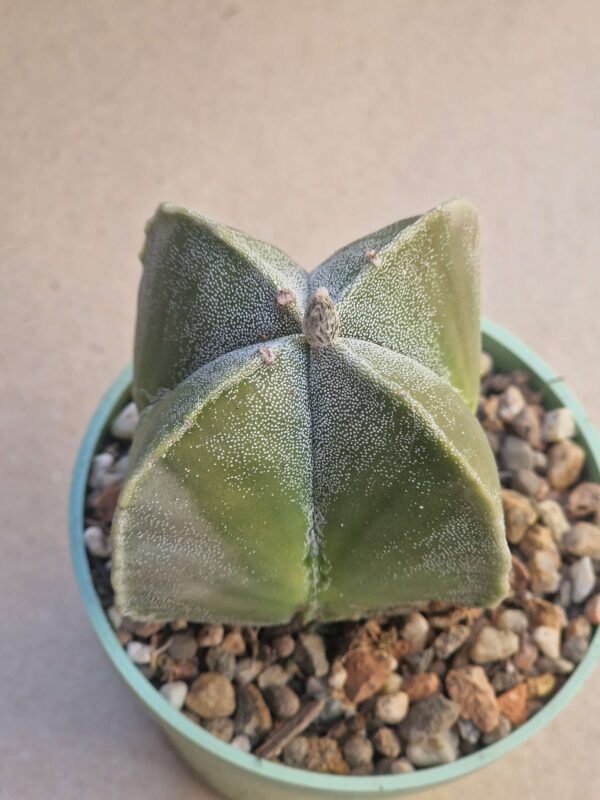 Astrophytum myriostigma v quadricostatum