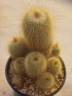 20260720_153315 Notocactus leninghausii