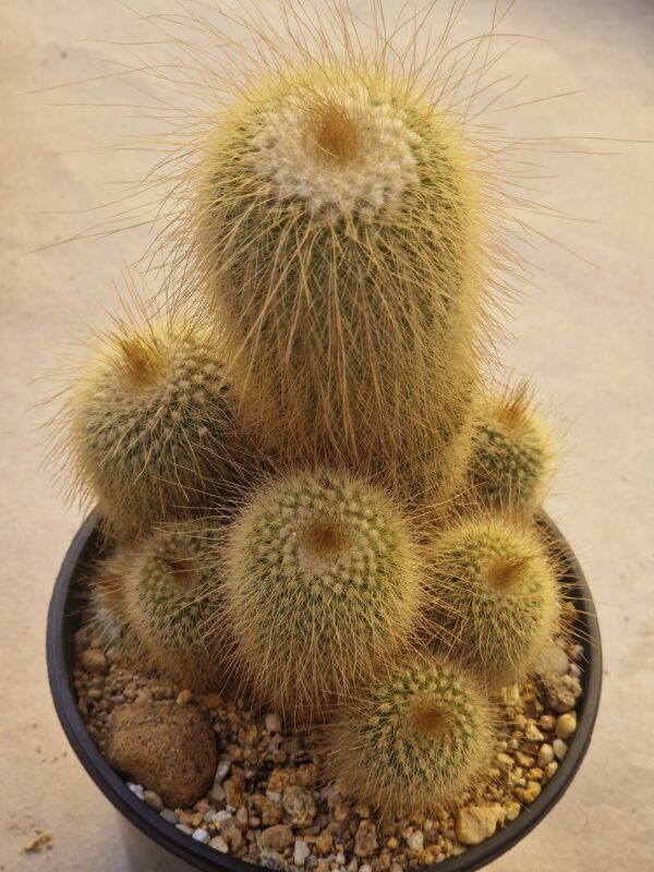 Notocactus leninghausii