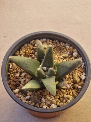 20260720_153340 Ariocarpus retusus v scapharostrus