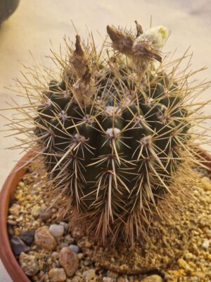 20260720_153929 Notocactus submamulosus