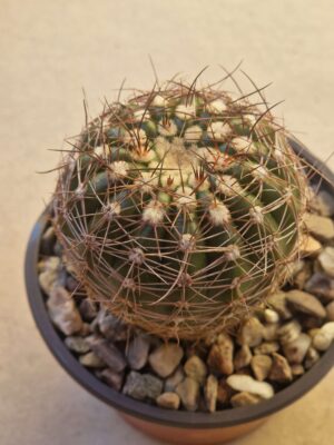 20260720_153944 Notocactus arachnitis