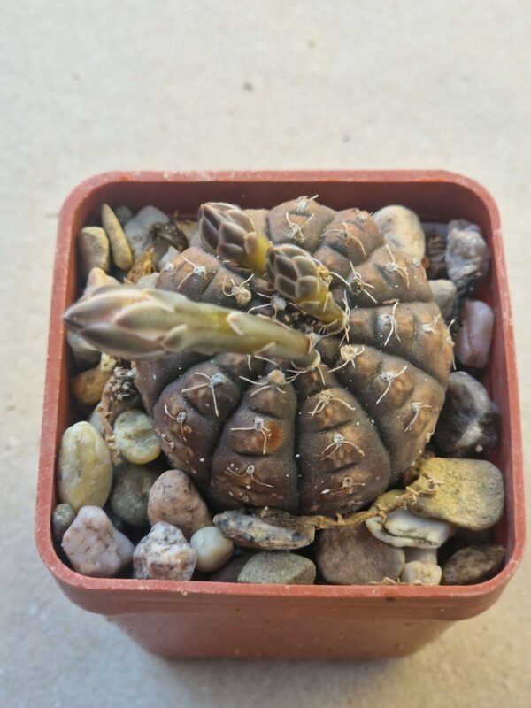 Gymnocalycium ragonesii