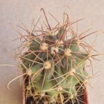 20260720_160538 Ferocactus wislizenii
