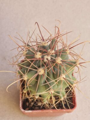 20260720_160538 Ferocactus wislizenii