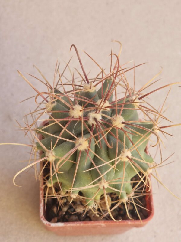 Ferocactus wislizenii