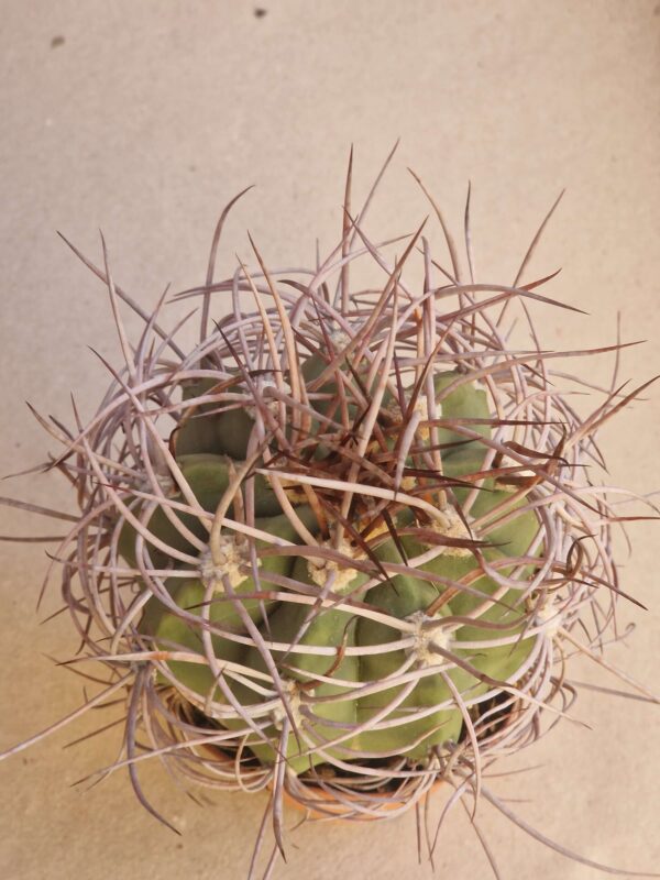 Denmoza rhodacantha
