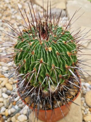 20260721_141353 Echinofossulocactus sp